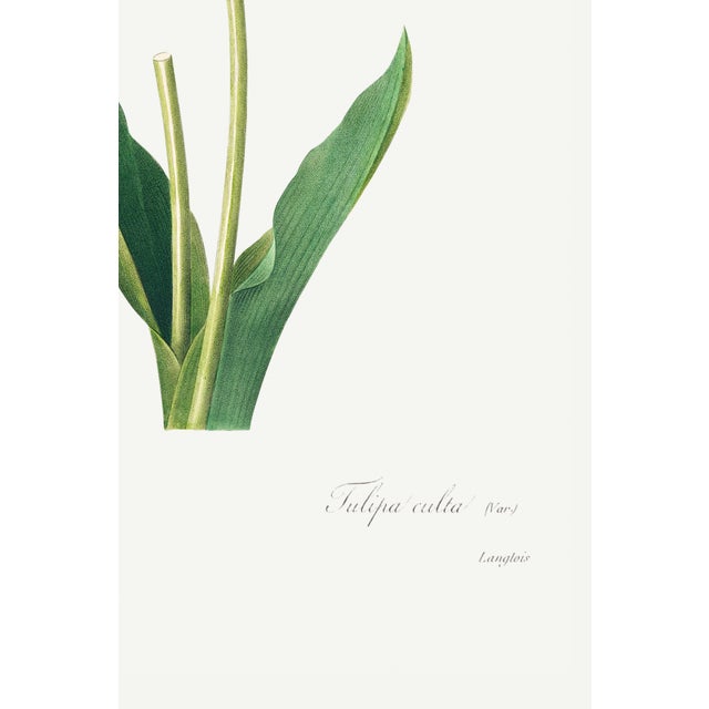 Tulip by Pierre-Joseph Redouté, Vintage Botanical Art Print, 40" X 60" For Sale In Buffalo - Image 6 of 11