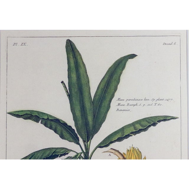 Botanical Hand-Colored Copper Engraving of Banana Plants, Georg Eberhard Rumphius, 1741–1750) For Sale - Image 10 of 17