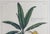Botanical Hand-Colored Copper Engraving of Banana Plants, Georg Eberhard Rumphius, 1741–1750) For Sale - Image 10 of 17