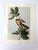 Up for sale is this vintage print of an Audubon watercolor, those paintings that were first published as lithographs in...