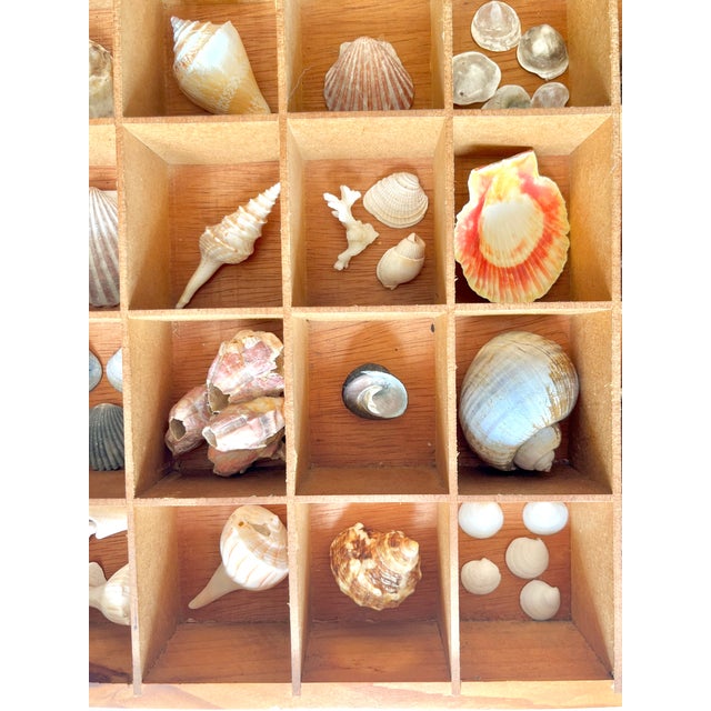 Pair Vintage Folk Art Shadow Boxes With Seashell Collection Coastal Boho Chic For Sale - Image 14 of 18