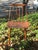 Brown 1970s Denmark 7341 Vintage Mid Century Teak Folke Palsson Farmhouse Chair, Wood and Stain Denmark 7341 For Sale - Image 8 of 10