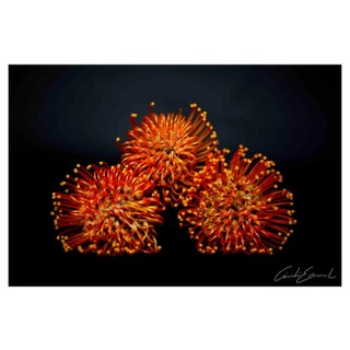 Cindi Emond, Flowers Shot, Photograph, 2023 For Sale