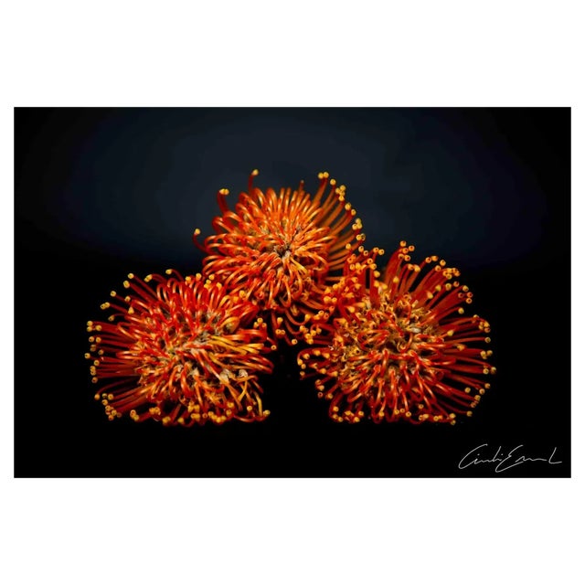 Cindi Emond, Flowers Shot, Photograph, 2023 For Sale