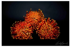 Cindi Emond, Flowers Shot, Photograph, 2023
