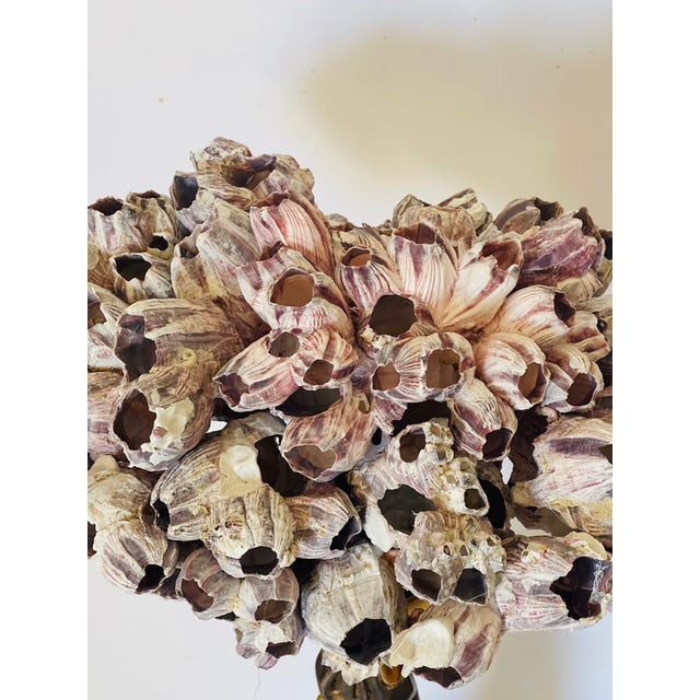 Large Barnacle Cluster on Vintage Italian Wood Pricket For Sale - Image 4 of 4