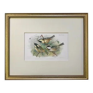 Antique Color Lithograph of Song Birds Ornithological Print From Ibis C.1911