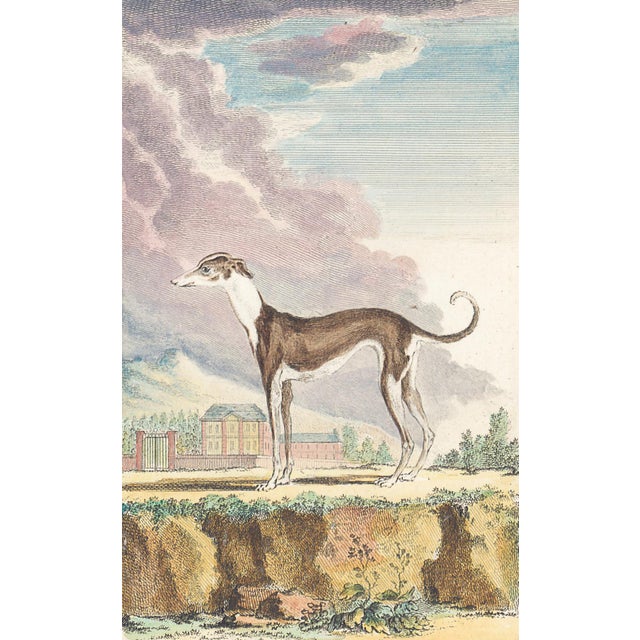 This charming hand-colored 1758 engraving is one of the oldest available prints of a dog. Taken from the 10th volume...