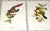 Realism Vintage Mid 20th C. Imperial Folio American Tropical Bird Lithographs - Set of 12 (11.25” X 17.25”) For Sale - Image 3 of 10