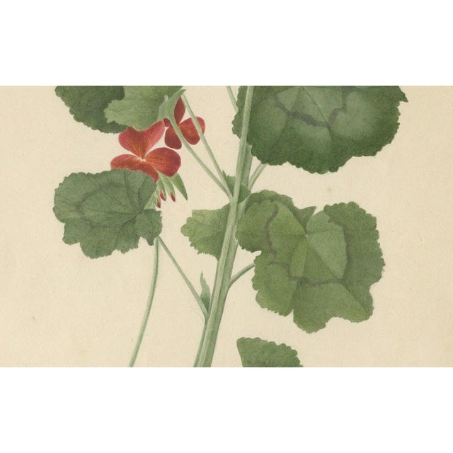 Early 19th Century A.L., Two Stems with Red Flowers, 1819, Watercolor For Sale - Image 5 of 11