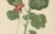 Early 19th Century A.L., Two Stems with Red Flowers, 1819, Watercolor For Sale - Image 5 of 11