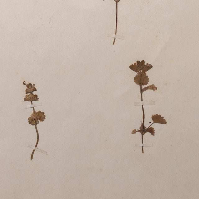 Cream Japanese Pressed Wildflower Art, 1931 For Sale - Image 8 of 8