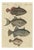 Bertuch, Triggerfish and Filefish from Tropical Reefs, 1815, Print For Sale