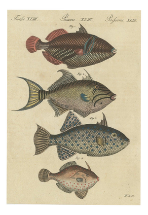 Bertuch, Triggerfish and Filefish from Tropical Reefs, 1815, Print