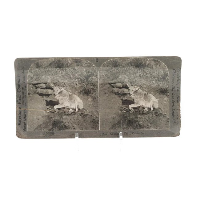 Coyote in Trap - 1900s Keystone Stereo Photograph For Sale