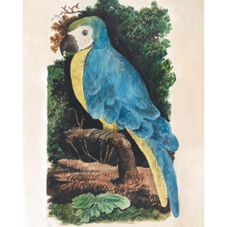 Antique Reproduction Naturalist Macaw Parrot (Blue) For Sale
