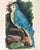 Antique Reproduction Naturalist Macaw Parrot (Blue) For Sale