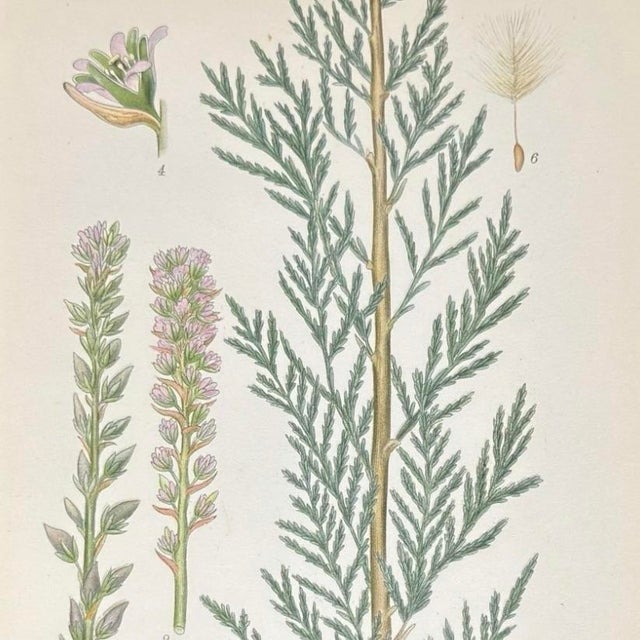 Pair of Antique Botanical Prints | Green Alpine Foliage Studies c.1902 For Sale - Image 4 of 6