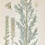 Pair of Antique Botanical Prints | Green Alpine Foliage Studies c.1902 For Sale - Image 4 of 6