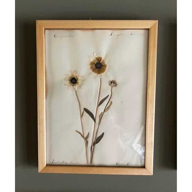 Collection of 15 Antique Herbarium Botanical Specimens in Wood Frames, Bergdorf Goodman Provenance For Sale - Image 9 of 9