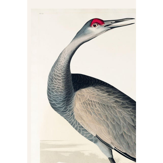 Not Yet Made - Made To Order Whooping Crane, Vintage Art Print Reproduction From Birds of America by John James Audubon, 40" X 60" For Sale - Image 5 of 8