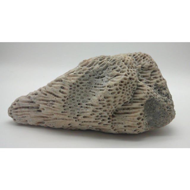 Large Fossilized Brain Coral Specimen Nautical Sea Creature Art Beach For Sale In Dallas - Image 6 of 10