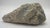 Large Fossilized Brain Coral Specimen Nautical Sea Creature Art Beach For Sale In Dallas - Image 6 of 10