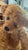 1980s Teddy Bear Vintage Mohair Handmade Pristine C1980 For Sale - Image 5 of 18