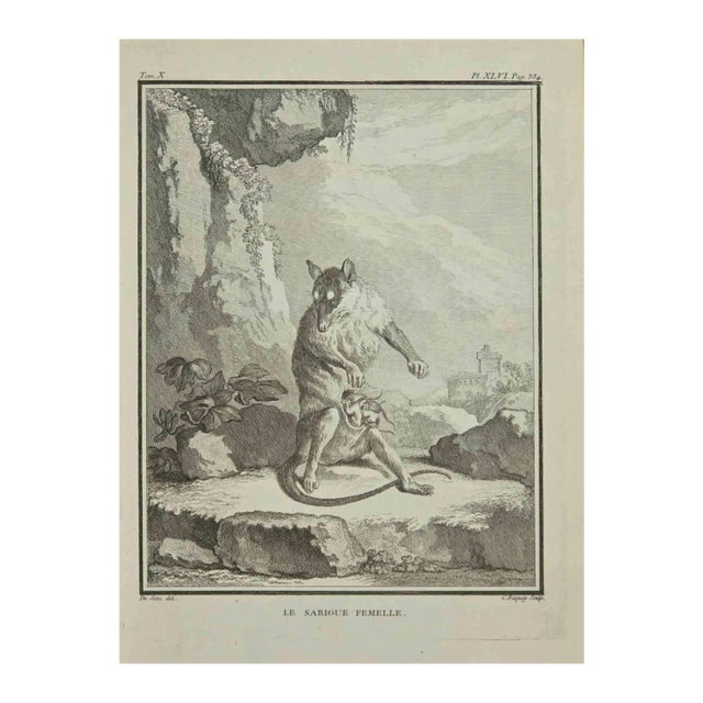 Jean Charles Baquoy, Le Sarigue, Etching, 1771 For Sale