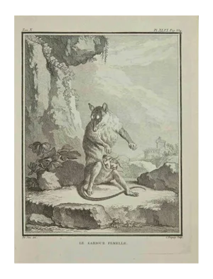 Jean Charles Baquoy, Le Sarigue, Etching, 1771