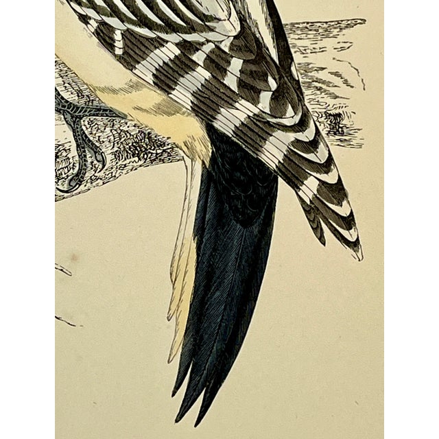 Plastic Antique Hand Tinted Bird Print From England Featuring a Black & Red Hairy Woodpecker - Circa 1880 For Sale - Image 7 of 11