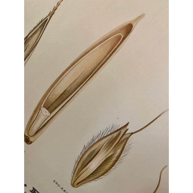 Vintage Botanical Danish Seed Catalog Lithograph Poster No. 2, New Old Stock For Sale - Image 11 of 12