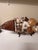 2020s Shell Encrusted Mixed Media Fish For Sale - Image 5 of 5