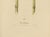 Sugarcane, 1892, Paper For Sale - Image 3 of 9