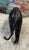 Vintage Black Panther For Sale - Image 6 of 7