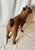 A 19th Century Terra Cotta English Pugdog For Sale - Image 9 of 10