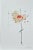 Red Set of 6 - Organic Modern Minimalist Flower Studies | Botanical Paintings | Herbarium Wall Art | Unframed For Sale - Image 8 of 12