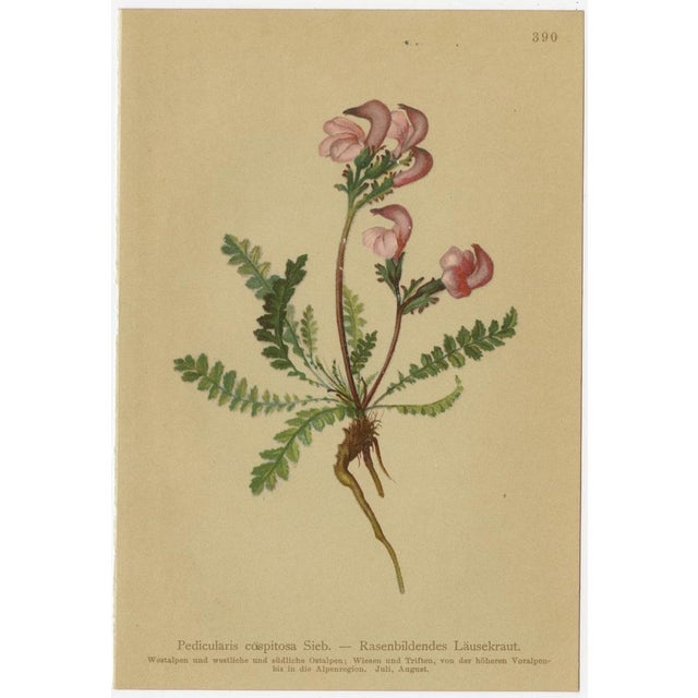 Paper After Anton Hartinger, Pedicularis Wildflower from the Alps, 1897, Chromolithograph, Set of 8 For Sale - Image 7 of 12