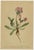 Paper After Anton Hartinger, Pedicularis Wildflower from the Alps, 1897, Chromolithograph, Set of 8 For Sale - Image 7 of 12