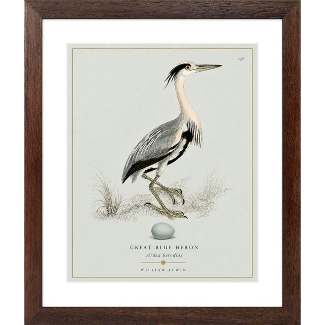 William Lewin 1789 Waterbirds Fine Art Gallery Board Print - The Blue Heron For Sale - Image 9 of 9