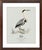 William Lewin 1789 Waterbirds Fine Art Gallery Board Print - The Blue Heron For Sale - Image 9 of 9