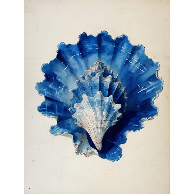2020s Set of 8 – Blue and White Conch Shells Collection | Coastal Natural History Fine Art Prints For Sale - Image 5 of 18