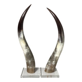 Natural Steer Horns on Lucite Bases - A Pair For Sale