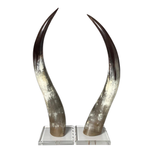 Natural Steer Horns on Lucite Bases - A Pair