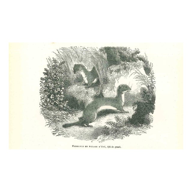 Paul Gervais, Hermines, 1854, Lithograph For Sale