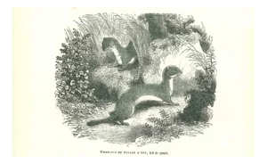 Paul Gervais, Hermines, 1854, Lithograph