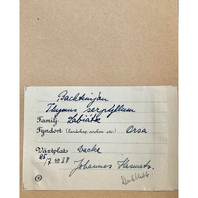 Vintage Swedish Herbarium - Thyme, Circa 1938 For Sale - Image 4 of 6