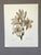 Up for sale is this gorgeous vintage print by PJ Redoute, one of several we are currently listing. With a sheet size of...