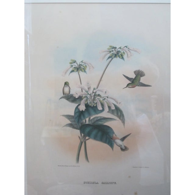 Daniel Giraud Elliot (1835-1915), hand tinted lithograph, c1869, 'Stellula Calliope' (Calliope Hummingbird) This print...