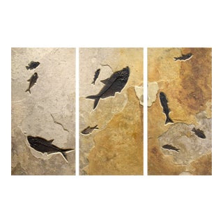 Fossil Fish Triptych 8006abc For Sale